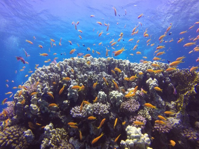 Gordon Reef, Ilha Tiran