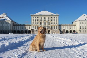Cachorro em Munique