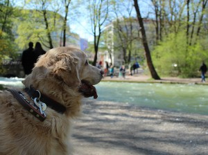 Cachorro em Munique