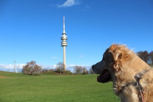 Cachorro na Alemanha