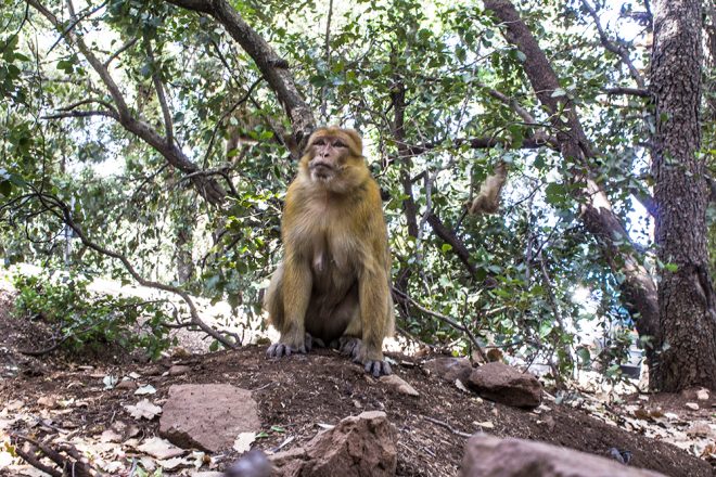 Macaco no Marrocos