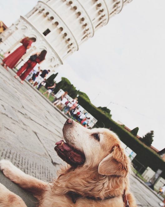 Cachorro em Pisa Itália