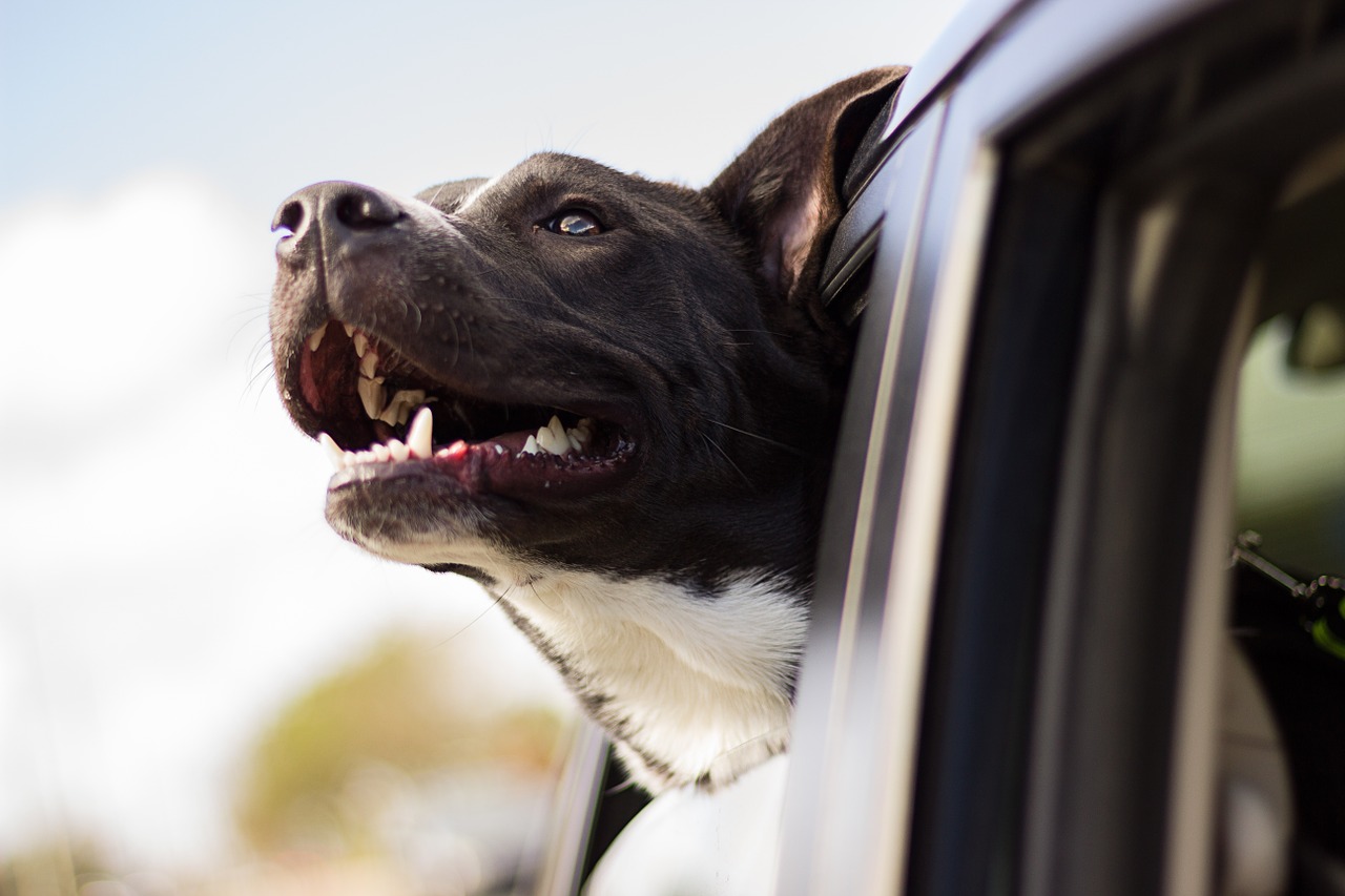 Viagem de carro com cachorro: o que levar?